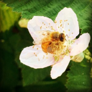 First of the blackberry flowers, about 1/2 mile from my house.  Are you one of our sweet bees?