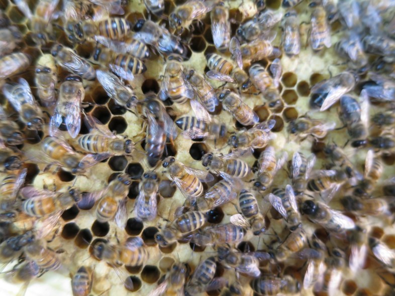 Hail Queen Shura, Queen of the Shura Bees! (She's the longer, dark one to the left of center.)