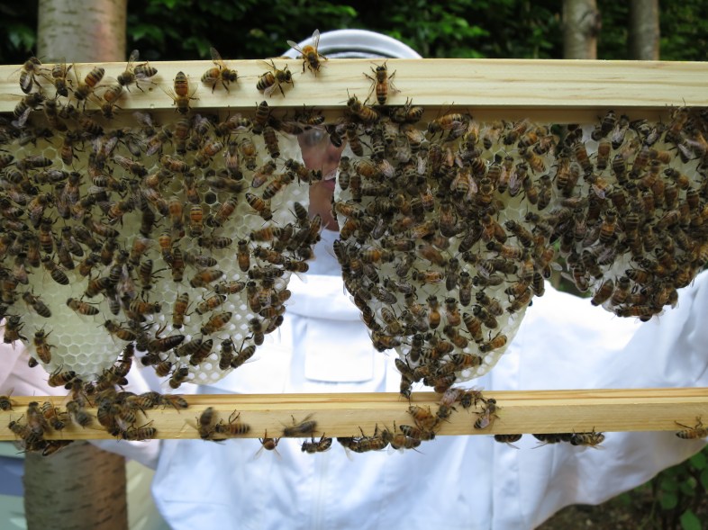 Four fresh sections of honeycomb being worked together.  Magic!