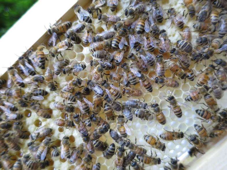 Fresh, natural honeycomb.  This has capped brood, uncapped larvae, and some empty cells that are still being built.