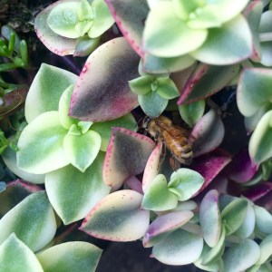 Sweet as honey by day, creature of the night?