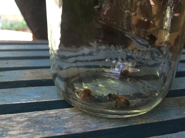 ZomBees?  I think the fact that they let me catch them with tongs isn't a good sign, either. :-(