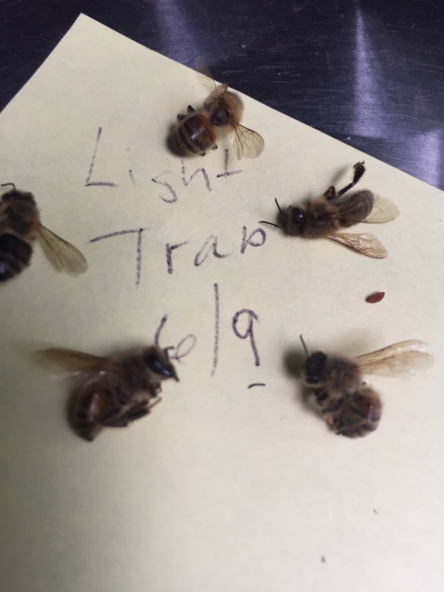 Zombie fly pupae